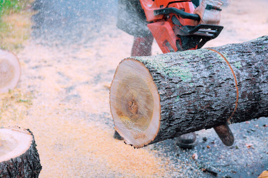 Contractor uses chainsaw to cut thick tree log into smaller sections outside in residential area