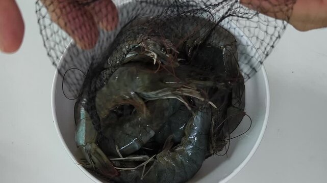 Man is pouring fresh shrimp into the white bowl.