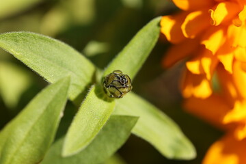Stages of Orange Zinnia: Bud Angled View