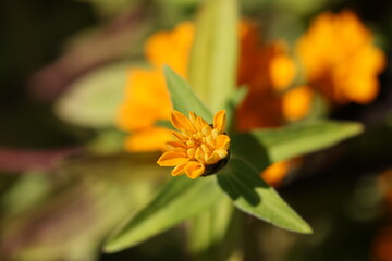 Stages of Orange Zinnia: Blooming