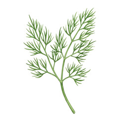 Fototapeta premium Delicate watercolor dill sprig with detailed leaf structure isolated on white background