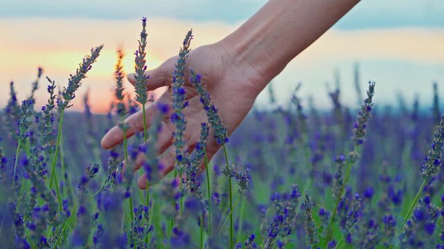 Girl's hand touching purple lavender flowers at sunset closeup. Valensole, Provence, South France