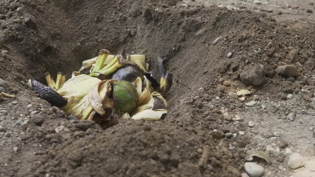Person composting organic food waste in soil pit