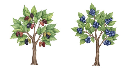 Obraz premium Illustrative depiction of two fruit-bearing trees.