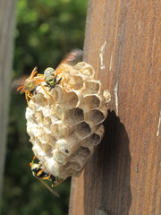 Zbliżenie na zamieszkałe gniazdo os © Kumulugma