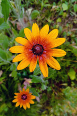 Close-up of an orange and yellow daisy flower with water drops