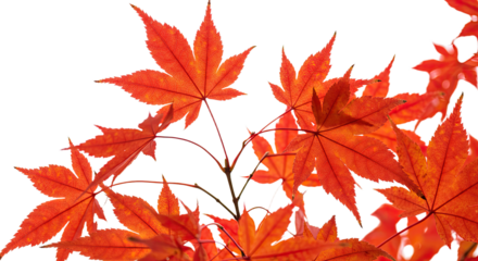 Vibrant orange maple leaves in autumn season close up 7.