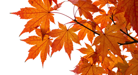 Vibrant orange maple leaves in autumn season close up detail 1.