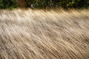 A vast, close-up field of tall, dry, golden-brown grass  © Andrey