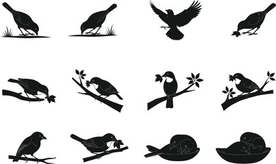 Bird silhouette vector illustration set with feeding, perching, flying, and nesting poses, perfect for wildlife, nature, decorative, artistic, and design use.
