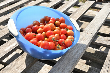 group of fresh mini tomatoes
