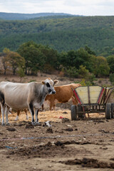 Fototapeta premium A herd of cows stands on a dirt field with a small wooden feed cart with forested green hill on the background