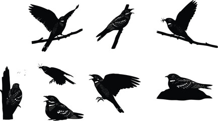 Nightjar bird silhouette vector illustration set featuring perched, flying, and feeding poses, ideal for wildlife, nature, and artistic design projects.