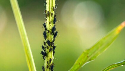 Close-up of aphids on a plant stem