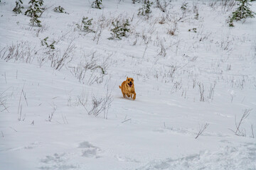 Young labrador retriever dog playing on snow