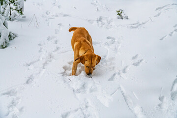Young labrador retriever dog playing on snow
