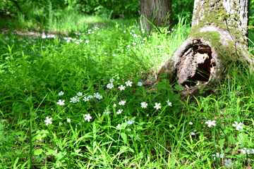 a tree stump with a hole and green lawn and white flowers