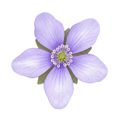Watercolor hepatica flower with delicate lavender petals and green sepals isolated on white background