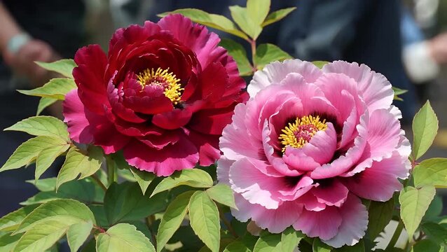 Macro Close-Up of Vibrant Red and Pink Peony Flowers in Full Bloom with Soft Blurred Background
