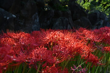 彼岸花 曼殊沙華  赤 西方寺 横浜