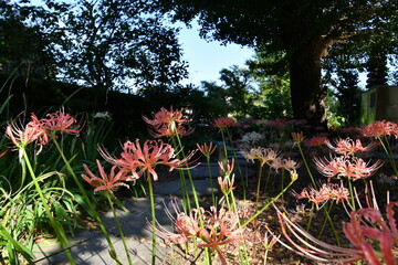 彼岸花 曼殊沙華  ピンク 西方寺 横浜