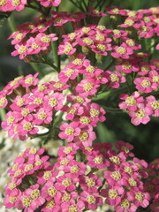 Zbliżenie na kwiaty ozdobnego krwawnika © Kumulugma