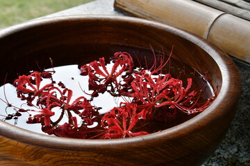  彼岸花 曼殊沙華 赤 花手水 手水舎 西方寺 横浜