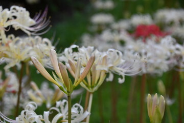 彼岸花 曼殊沙華  白 つぼみ 西方寺 横浜