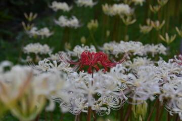 彼岸花　曼殊沙華　紅一点 横浜　西方寺