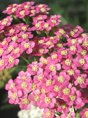 Zbliżenie na kwiaty ozdobnego krwawnika © Kumulugma