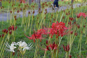 彼岸花 曼殊沙華  赤 西方寺 横浜
