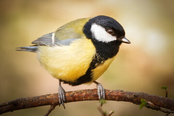Kohlmeise auf einem Ast