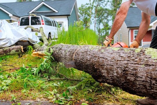 Worker uses chainsaw to cut large tree that has fallen in yard following recent storm damage.