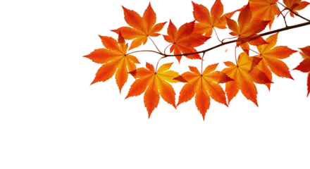 Vibrant orange maple leaves on a branch during autumn season 10.