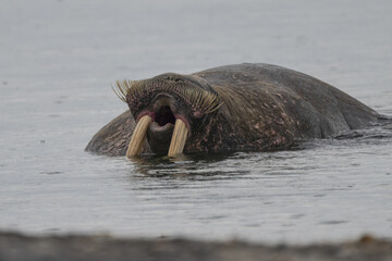 View of a massive walrus with prominent tusks and bristly whiskers emerges from the cool, rippling water, showcasing its immense size, Longyearbyen, Svalbard and Jan Mayen.