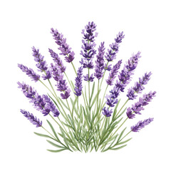 Fototapeta premium Watercolor lavender bouquet with delicate purple blooms and green foliage isolated on white background