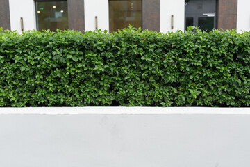 Green hedge growing along modern city street. Concept of urban nature, balance, sustainability, and connection between plant, architecture, and environment in public space.
