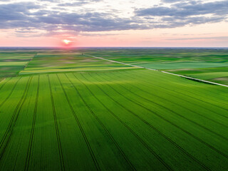 Sunset illuminating vast green farm fields: aerial view of agricultural landscape