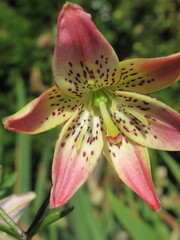 Zbliżenie na kwiat lilii