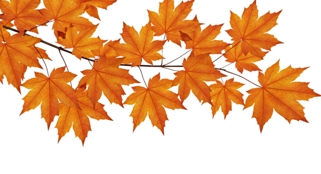 Vibrant Orange Maple Leaves on a Branch in Autumn 3.