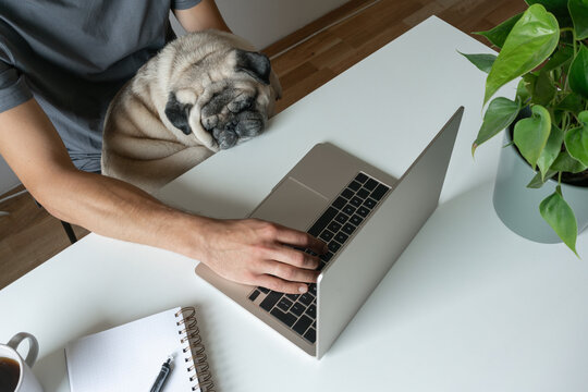 A man sits at a table and works on a laptop. A beige pug dog is sleeping in his arms. Concept of working or studying from home