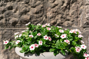 White stone pot with blooming flowers against textured wall. The image conveys concepts of nature, decoration, simplicity, urban greenery, and timeless outdoor beauty. Close-up