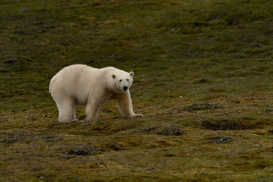 View of a majestic polar bear, its white fur a stark contrast against the rugged, green-brown landscape, stands in Svalbard, Longyearbyen, Svalbard and Jan Mayen.