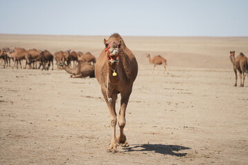 A large caravan of one-humped camels in the steppe.