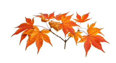 Vibrant orange maple leaves on a branch isolated on white background 1.