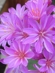 Zbliżenie na kwiaty rośliny z gatunku lewisia © Kumulugma