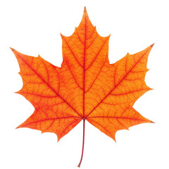 Obraz premium Vibrant autumn maple leaf close-up detail isolated on white background