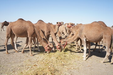 Obraz premium A large caravan of one-humped camels in the steppe.