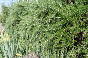 Green rosemary bush closeup. This photo illustrates concepts of herbal plant, garden growth, and nature texture.