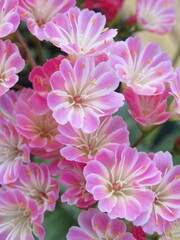 Zbliżenie na kwiaty rośliny z gatunku lewisia © Kumulugma